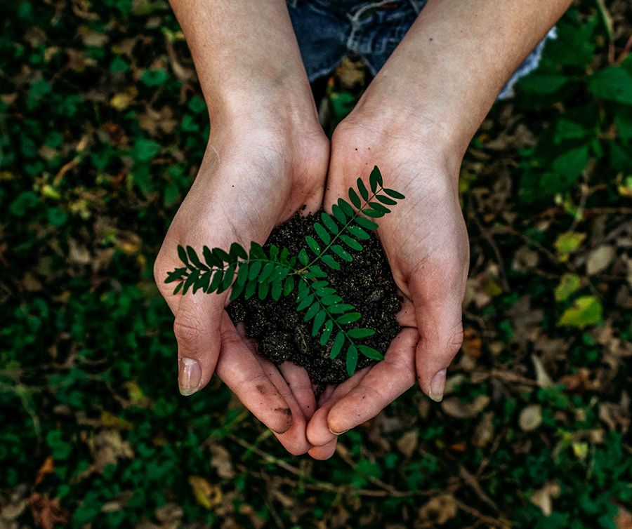 ferns growing from soil